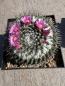 Preview: Mammillaria polythele